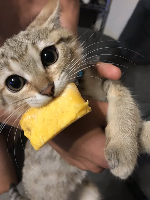どろぼうねこ