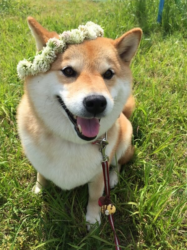 いぬ  (新人)