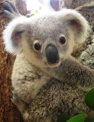 コアラ