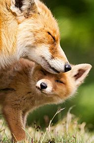 きつね  (神スタイル降臨)