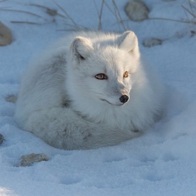 きつね  (神スタイル降臨)