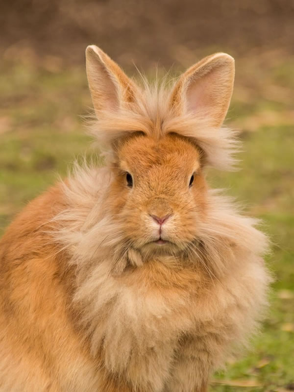 うさぎ