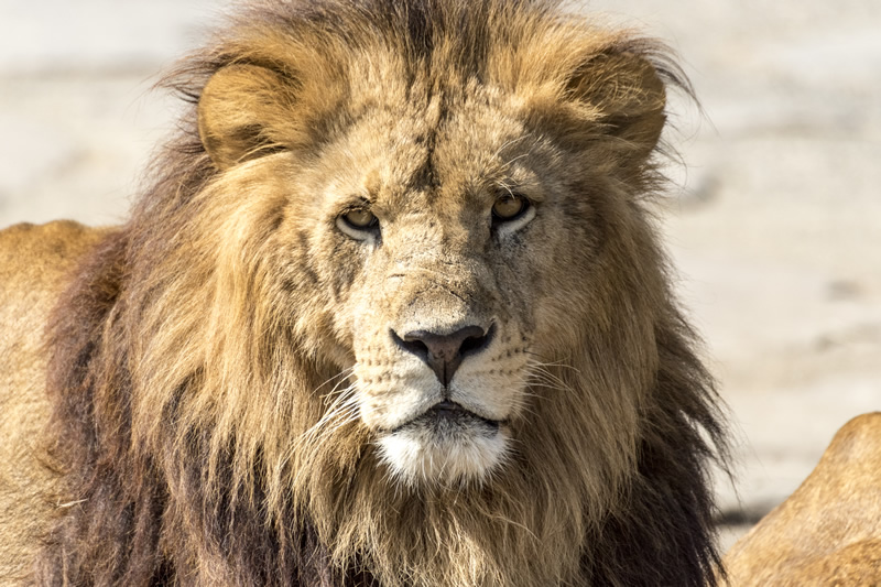 らいおん  (lion)