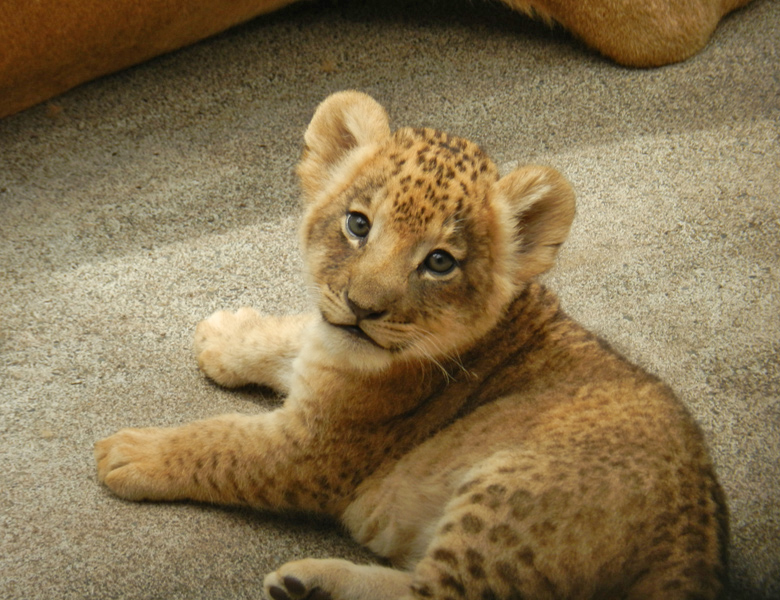 らいおん  (lion)