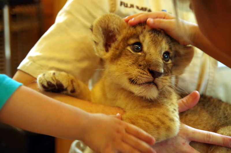 らいおん  (lion)