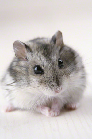 Cプランサンプルの求人情報